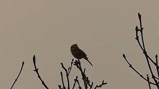 Yellowhammer [upl. by Jerome]