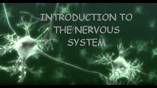 INTRODUCTION To The NERVOUS SYSTEM  GCSE Biology BBC Bitesize [upl. by Aufmann]