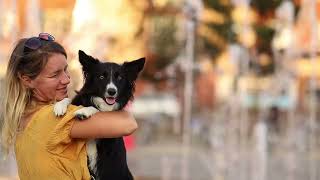 Kvinna border collie 1 year old [upl. by Ojoj392]