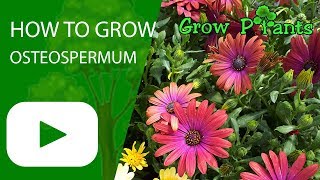 How to grow Osteospermum [upl. by Lyndel555]