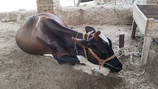 American Friesian cow  Indian dairy frame  village vlog  animal lovers village trending [upl. by Jemine]