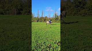 whitehorse equestriangirl cob horseriding 🦄 [upl. by Olenka]