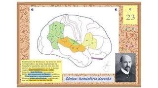 Neurología 15  Lenguaje y Hemisferio Derecho  Prof Manuel Lafarga [upl. by Melda]