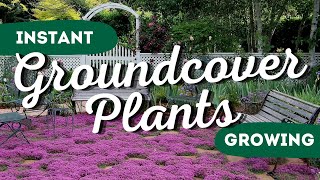 Instant Garden Makeover Top 7 FastGrowing Ground Covers to Transform Your Yard ✨👍 [upl. by Ateuqram729]