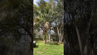 Trimming the palms with my RYOBITOOLSUSA yardwork palmtree restoration [upl. by Aitat]