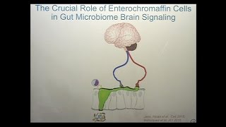 The Microbiome Mind and Brain Interactions [upl. by Atinat]