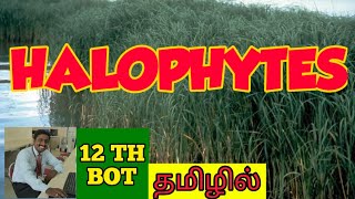 HALOPHYTES  TAMIL  CHARACTERS  EXAMPLES  PRINCIPLES OF ECOLOGY  STD 12  TNSCERT [upl. by Schnell]