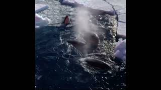 Orca Encounter Antarctic Dive Teams Close Call with Hungry Predators [upl. by Gaulin812]