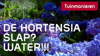 Wat doen als je Hortensia slap hangt Water  Alles over de Hortensia  Tuinmanieren [upl. by Ahsiki]