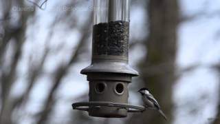 BlackCapped Chickadee Poecile atricapillus [upl. by Ahsiemac]