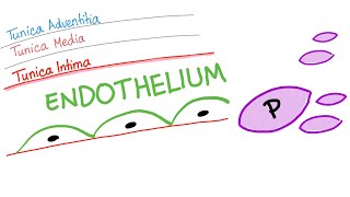 The Smooth Endothelium  How Your Body Prevents Clotting [upl. by Roch]