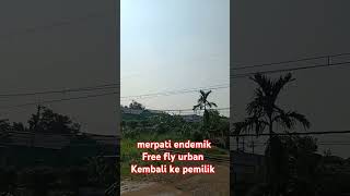 Merpati endemik free fly urban [upl. by Aryan55]