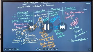 KINGDOM PROTISTA PART 3 BIOLOGIAL CLASSIFICATION  NEET BIOLOGY [upl. by Jobi]