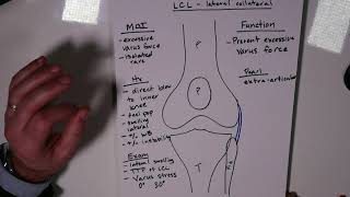 Lateral Collateral Ligament Anatomy Function Injury and Treatment [upl. by Nahtnaoj908]