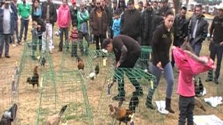 Gamefowl show Jan 26 2013 [upl. by Ardnuhsed]