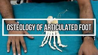 Osteology of Articulated Foot [upl. by Laurene]