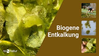 Biogene Entkalkung durch Wasserpflanzen Das Geheimnis des Laichkrauts enthüllt [upl. by Nennerb]