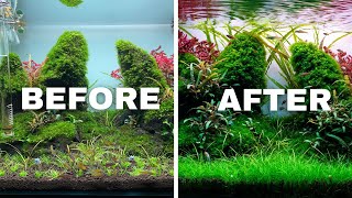 HOW TO TRIM AQUARIUM PLANTS LIKE A PRO [upl. by Nagrom]