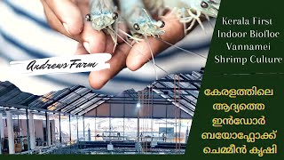 Kerala first indoor biofloc raceway vannamei shrimp culture  Total production 1400kg  Andrews Farm [upl. by Waters]