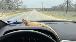 Beloved bearded dragon back home safely thanks to neighbors [upl. by Deyes]