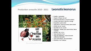 conseils jardinage Leonotis leonorus fiche technique plante annuelle [upl. by Tybi]