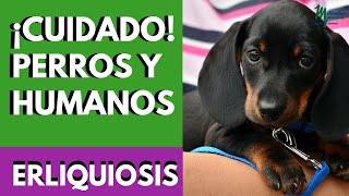 Vídeo educativo Ehrlichiosis Canina [upl. by Mccully]