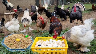 Caring for Roaming Chickens Without Antibiotics  Preparing Chicken Feed  Egg Collect  Farm Chores [upl. by Belford214]