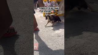 MOLESTANDO PERROS EN LA CALLE youtube humor comedia latinomemes [upl. by Melonie]