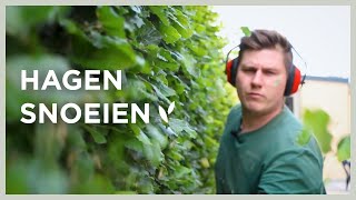 Hoe correct hagen snoeien in de tuin  Van beuk tot conifeer I Angelo Dorny [upl. by Barram657]