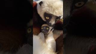 Zaboomafoo gerçek miydi [upl. by Eustacia566]