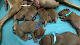 1 week old Vizsla puppies [upl. by Gereron309]