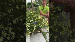 Coreopsis Verticillata Moonbeam – Mädchenauge [upl. by Dnalyram847]