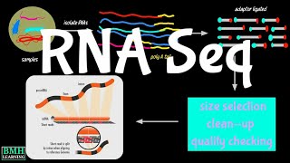 RNA Sequencing  RNA Seq [upl. by Taro]