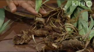 Dividing bearded irisTrisha Shirey Central Texas Gardener [upl. by Ayet770]