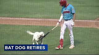 Beloved 13yearold bat dog for Clearwater Threshers retires [upl. by Ahseiym]