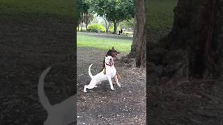 Dogo argentino attack on doberman 😱dog trending dogoargentino doglover vlog shorts viralvideo [upl. by Ordnas]