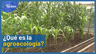 ¿Sabes qué es la agroecología y para qué sirve Entérate aquí 🍍  TELE Yucatán [upl. by Adabel]