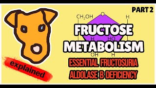 Disorders of FRUCTOSE metabolism Fructokinase deficiency Aldolase B deficiency for Step 1 [upl. by Mikes]