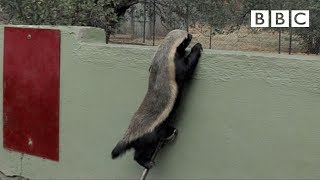 Stoffel the honey badger that can escape from anywhere  BBC [upl. by Kern]