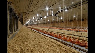 Introduction to Modern Broiler Production all subjects combined [upl. by Thorlay696]