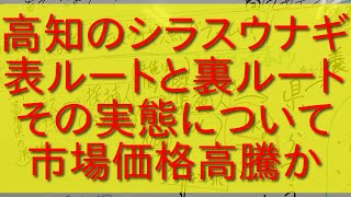 高知のシラスウナギ漁の表ルートと裏ルート・その実態・市場価格高騰か？ [upl. by Mllly]