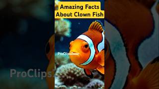 Top 5 Facts About Clown Fish shorts facts funfacts clownfish [upl. by Towney567]