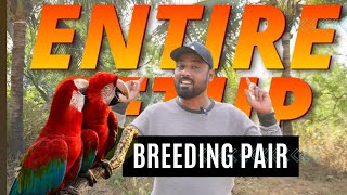 Breeding Pair  Green Wing Macaws  Rehomed  Mumbai to Gujrat [upl. by Copp]