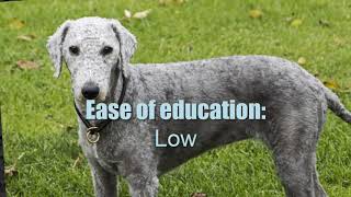 BEDLINGTON TERRIER ► Characteristics and temperament 🐶 [upl. by Shaya]