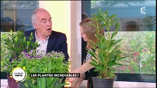 Les plantes increvables [upl. by Mirielle]