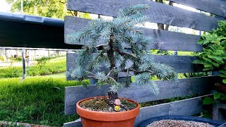 Charlie Brown Christmas Tree Colorado blue spruce specimen [upl. by Asuncion]