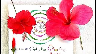 Hibiscus rosasinensis  vs and dissection of flower amp construction of floral diagram and formula [upl. by Llacam]