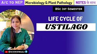 Ustilago  Life cycle of Ustilago  Bsc1styear sciencewaali [upl. by Tailor]