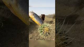 Camels Eating Cactus Fish Skewers [upl. by Lorelie]