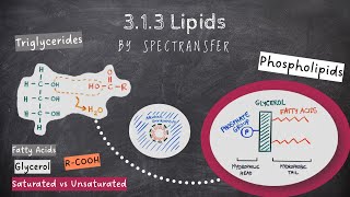 EASY REVISION AQA Alevel Biology 313 Lipids by SpecTransfer [upl. by Hillegass]